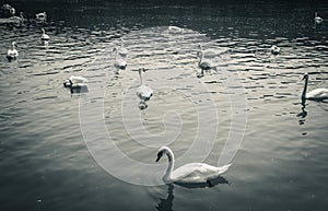 Family of swans gathering on lake, hungry, searching for food