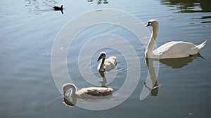 A family of swans swim on the lake in the early morning. Smooth water surface