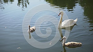 A family of swans swim on the lake in the early morning. Smooth water surface