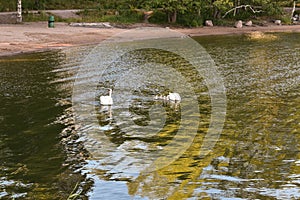 A family of swans swimming in the beach