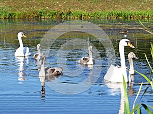 Family of Swans Swimming on River in Forrest