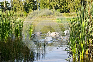 The family of swans swims by the shore