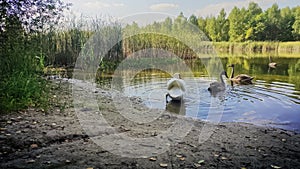 A family of swans swims from the shore of the lake.