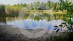 A family of swans swims from the shore of the lake.