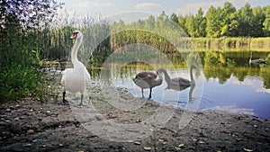 Family of swans walking and feeding on the side of the lake.