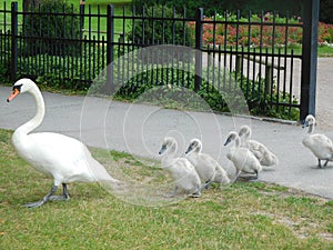 Funny swans walking in Malmoe, Sweden photo