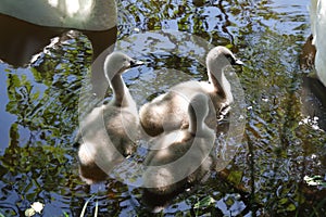 A family of swans with youngsters