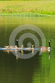 Family swim