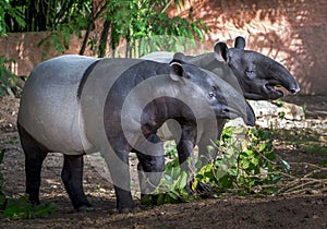 The family of tapirs in the natural. photo