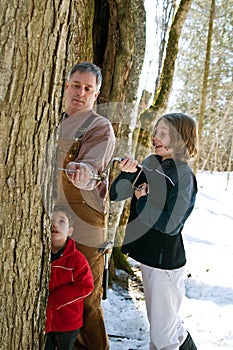 Family tapping a sugar maple tree