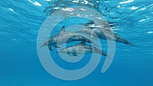 Family of three dolphins swim under surface of water. Underwater shot, closeup