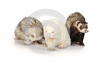 Family of three ferrets on whit background
