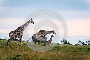 Family of three giraffes on savanna