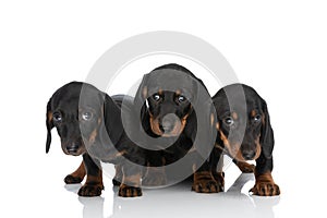 Family of three little teckel dachshund dogs being shy and looking around