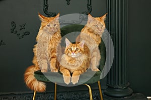 family of three red fluffy Maine Coon cats sits on a green velvet chair