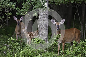 Family of Three Whitetail Deer