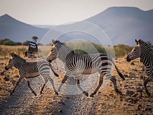 Family of three zebras crossing dirt road in Palmwag concession during afternoon, Namibia, Southern Africa