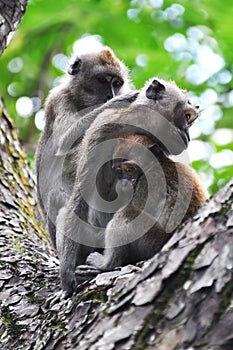 Family Time for a Monkey Family