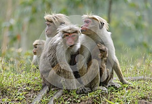 Family toque macaque. One of the females is looking warily.