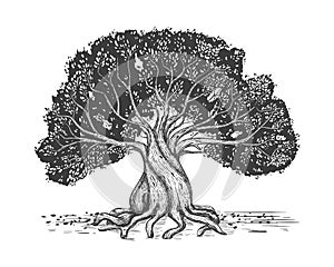 Family tree hand drawn sketch print. Genealogical tree. Stylized old olive tree.