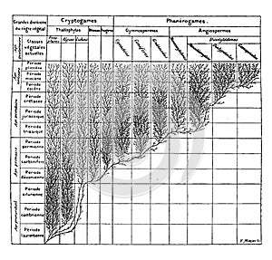 Family tree of the plant kingdom, vintage engraving photo