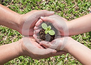 Family tree planting and world environment day concept with young child kid and parent mother`s or father`s hands holding