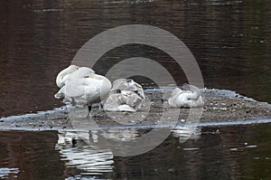 A family of Trumpeter Swans resting on a small island in the middle of the lake