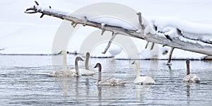 Family of trumpeter swans on Yellowstone River