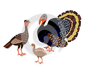 Family of turkeys stands on a white background. Male and female turkey, little turkey chicken. Farm poultry. Vector