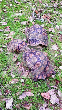 A family of turtles in a forest