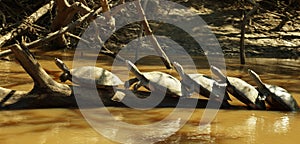 Family of turtles relaxing on a branch in the river in Madidi National Park near Rurrenabaque, Bolivia. photo