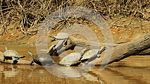 Family of turtles relaxing on a branch in the river in Madidi National Park near Rurrenabaque, Bolivia.