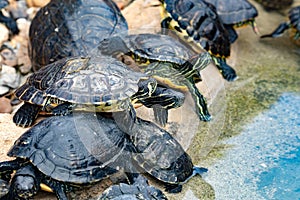 Family of turtles taking a sunbath