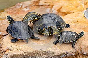 Family of turtles taking a sunbath