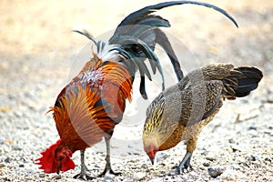 Family two chicken countryside fighting rooster Thailand