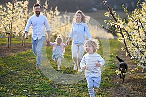 Family with two small children and dog running outdoors in orchard in spring.