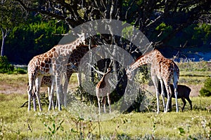 Family Unit: Giraffa camelopardalis, Fossil Rim Wildlife Center