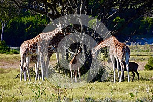 Family Unit: Giraffa camelopardalis, Fossil Rim Wildlife Center photo