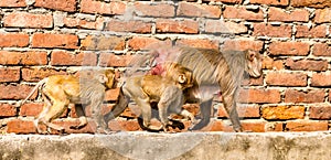 Family of urban monkeys walk along a wall