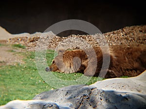 brown bear resting in a zoo photo