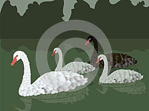 Family of vector white gray and black swans floating on a green pond with reflection and green dark bushes