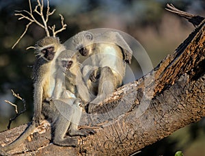 Family of Vervet Monkeys in Kruger National Park