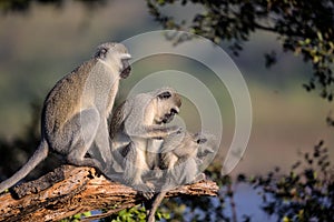 Family of Vervet Monkeys in Kruger National Park