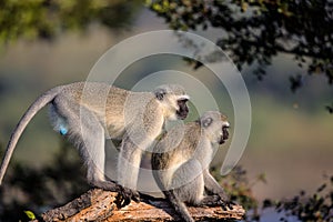 Family of Vervet Monkeys in Kruger National Park photo