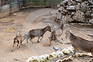 a family View of Mountain Goats in Articifial Mountain in Athens park Zoo