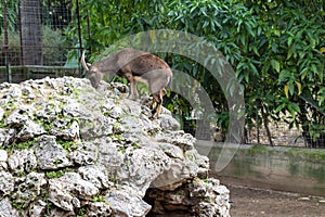 a family View of Mountain Goats in Articifial Mountain in Athens park Zoo