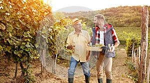 Family in vineyard celebrating harvesting grapes