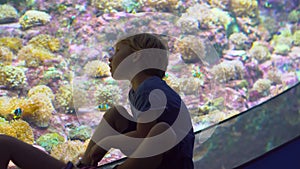 Family visits an oceanarium. Boy lootking at a big a aquarium with a tropical fishes