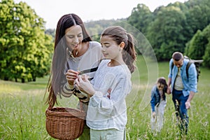 Family on walk in forest, going through meadow. Picking mushrooms, herbs, flowers picking in basket, foraging. Concept