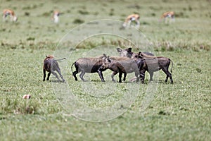 Family of wart-hogs bonding in the Masai Mara, Kenya